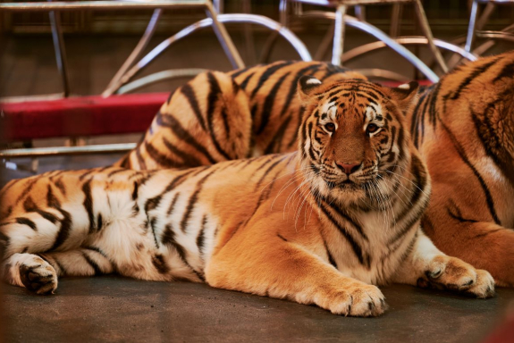 &Icy;&mcy;&pcy;&iecy;&rcy;&icy;&yacy; &lcy;&softcy;&vcy;&icy;&tscy;