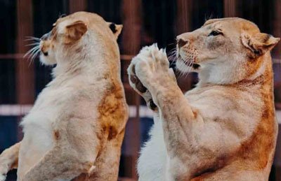 &Icy;&mcy;&pcy;&iecy;&rcy;&icy;&yacy; &lcy;&softcy;&vcy;&icy;&tscy;