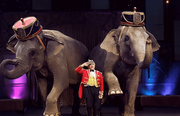 Итальянский цирк "Слоны и тигры"