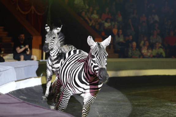 &Icy;&tcy;&acy;&lcy;&softcy;&yacy;&ncy;&scy;&kcy;&icy;&jcy; &tscy;&icy;&rcy;&kcy; &scy;&lcy;&ocy;&ncy;&ycy; &icy; &tcy;&icy;&gcy;&rcy;&ycy;