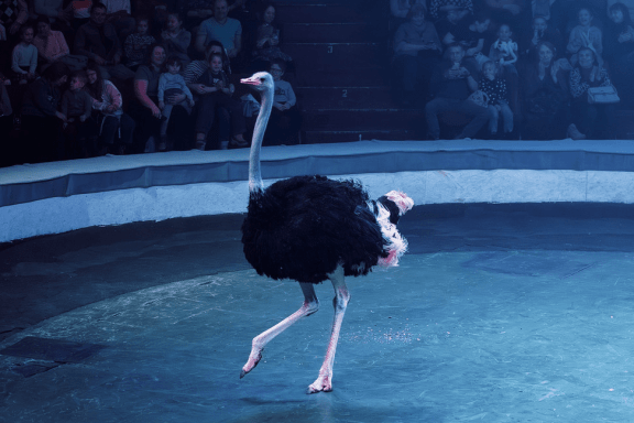 &Icy;&tcy;&acy;&lcy;&softcy;&yacy;&ncy;&scy;&kcy;&icy;&jcy; &tscy;&icy;&rcy;&kcy; &scy;&lcy;&ocy;&ncy;&ycy; &icy; &tcy;&icy;&gcy;&rcy;&ycy;